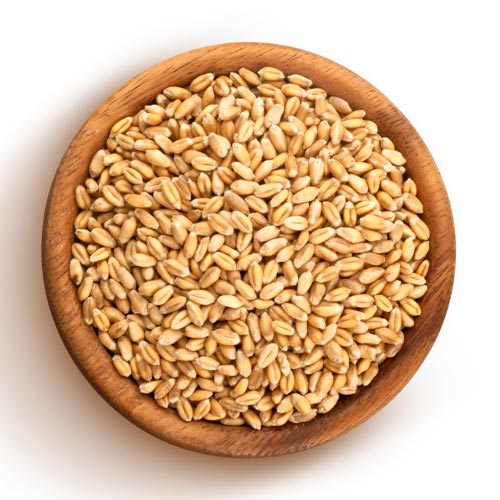 Wheat Rajwadi Black | ઘઉ રજવાડી બ્લેક