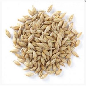 Barley | જવ બારલી